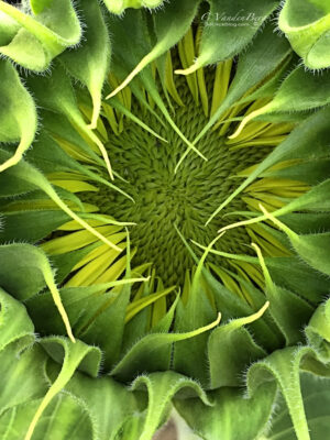 Sunflower Bud just starting to open | photography, images, and art for hotels, office buildings, homes, restaurants, hospitals, and shopping malls