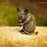 Bronze Mouse | photography, images, and art for hotels, office buildings, homes, restaurants, hospitals, and shopping malls