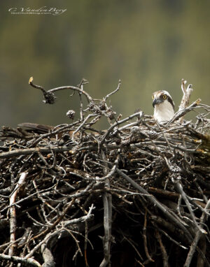 Osprey Mom | photography, images, and art for hotels, office buildings, homes, restaurants, hospitals, and shopping malls