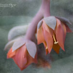 Pastel Succulent on a soft background | photography, images, and art for hotels, office buildings, homes, restaurants, hospitals, and shopping malls