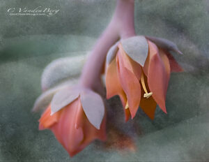 Pastel Succulent on a soft background | photography, images, and art for hotels, office buildings, homes, restaurants, hospitals, and shopping malls