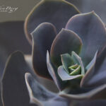 Succluent | photography, images, and art for hotels, office buildings, homes, restaurants, hospitals, and shopping malls