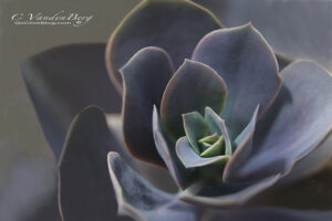 Succluent | photography, images, and art for hotels, office buildings, homes, restaurants, hospitals, and shopping malls