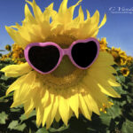 Happy sunflower wearing sunglasses | photography, images, and art for hotels, office buildings, homes, restaurants, hospitals, and shopping malls