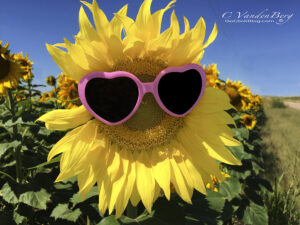 Happy sunflower wearing sunglasses | photography, images, and art for hotels, office buildings, homes, restaurants, hospitals, and shopping malls