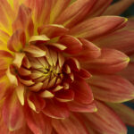 Orange and Yellow Flower | photography, images, and art for hotels, office buildings, homes, restaurants, hospitals, and shopping malls