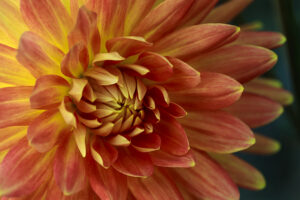 Orange and Yellow Flower | photography, images, and art for hotels, office buildings, homes, restaurants, hospitals, and shopping malls