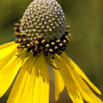 Yellow flower | photography, images, and art for hotels, office buildings, homes, restaurants, hospitals, and shopping malls