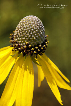 Yellow flower | photography, images, and art for hotels, office buildings, homes, restaurants, hospitals, and shopping malls