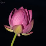 Pink bud | photography, images, and art for hotels, office buildings, homes, restaurants, hospitals, and shopping malls