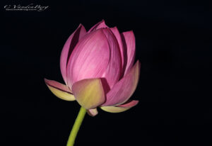 Pink bud | photography, images, and art for hotels, office buildings, homes, restaurants, hospitals, and shopping malls