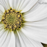 White daisy with a yellow center | photography, images, and art for hotels, office buildings, homes, restaurants, hospitals, and shopping malls