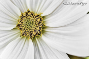White daisy with a yellow center | photography, images, and art for hotels, office buildings, homes, restaurants, hospitals, and shopping malls