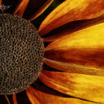 Yellow and orange flower | photography, images, and art for hotels, office buildings, homes, restaurants, hospitals, and shopping malls