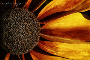 Yellow and orange flower | photography, images, and art for hotels, office buildings, homes, restaurants, hospitals, and shopping malls