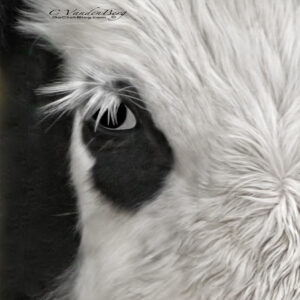 Calf with long white eyelashes | photography, images, and art for hotels, office buildings, homes,Cow Eye | bovine, black, white, ranching, agriculture | restaurants, hospitals, and shopping malls