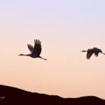 Flying Sandhill Cranes at sunset | photography, images, and art for hotels, office buildings, homes, restaurants, hospitals, and shopping malls