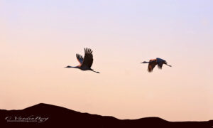 Flying Sandhill Cranes at sunset | photography, images, and art for hotels, office buildings, homes, restaurants, hospitals, and shopping malls