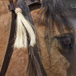 Close Up of horse | photography, images, and art for hotels, office buildings, homes, restaurants, hospitals, and shopping malls
