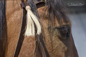 Close Up of horse | photography, images, and art for hotels, office buildings, homes, restaurants, hospitals, and shopping malls