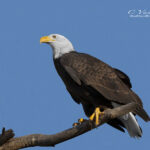 Eagle on branch | photography, images, and art for hotels, office buildings, homes, restaurants, hospitals, and shopping malls