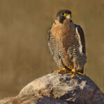 Bird of Prey on a Rock | photography, images, and art for hotels, office buildings, homes, restaurants, hospitals, and shopping malls