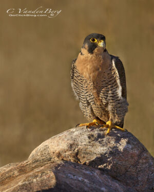 Bird of Prey on a Rock | photography, images, and art for hotels, office buildings, homes, restaurants, hospitals, and shopping malls
