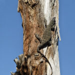Lizard Climbing a Tree | photography, images, and art for hotels, office buildings, homes, restaurants, hospitals, and shopping malls