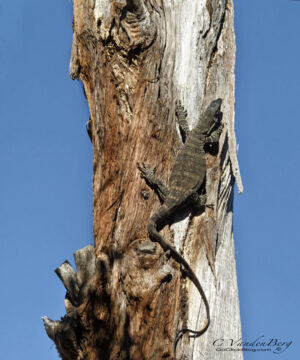 Lizard Climbing a Tree | photography, images, and art for hotels, office buildings, homes, restaurants, hospitals, and shopping malls