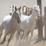 Horses running out of the corral | photography, images, and art for hotels, office buildings, homes, restaurants, hospitals, and shopping malls