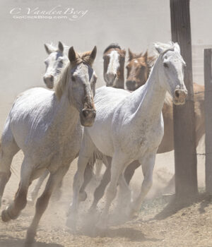 Horses running out of the corral | photography, images, and art for hotels, office buildings, homes, restaurants, hospitals, and shopping malls