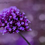 Close up of Small Purple Flower | photography, images, and art for hotels, office buildings, homes, restaurants, hospitals, and shopping malls