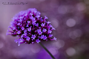 Close up of Small Purple Flower | photography, images, and art for hotels, office buildings, homes, restaurants, hospitals, and shopping malls