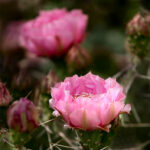 Cactus with Pink Flower | photography, images, and art for hotels, office buildings, homes, restaurants, hospitals, and shopping malls