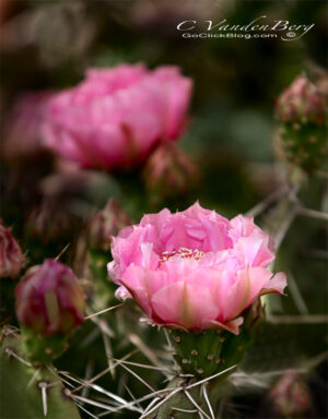 Cactus with Pink Flower | photography, images, and art for hotels, office buildings, homes, restaurants, hospitals, and shopping malls