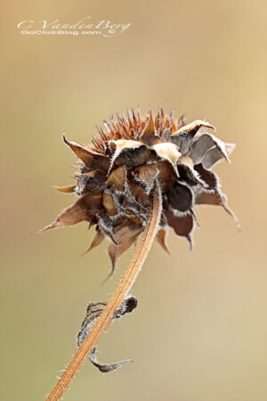 Dried bud | photography, images, and art for hotels, office buildings, homes, restaurants, hospitals, and shopping malls