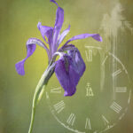 Wild Iris | photography, images, and art for hotels, office buildings, homes, restaurants, hospitals, and shopping malls