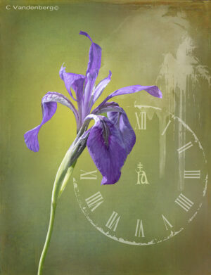Wild Iris | photography, images, and art for hotels, office buildings, homes, restaurants, hospitals, and shopping malls