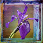 Wild Iris | photography, images, and art for hotels, office buildings, homes, restaurants, hospitals, and shopping malls