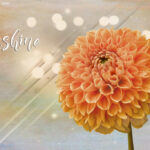 Zinnia | photography, images, and art for hotels, office buildings, homes, restaurants, hospitals, and shopping malls