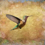 Hummingbird | photography, images, and art for hotels, office buildings, homes, restaurants, hospitals, and shopping malls