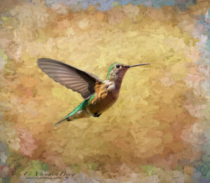 Hummingbird | photography, images, and art for hotels, office buildings, homes, restaurants, hospitals, and shopping malls