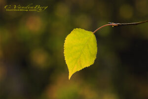 Single Aspen Leaf on a soft background | photography, images, and art for hotels, office buildings, homes, restaurants, hospitals, and shopping malls