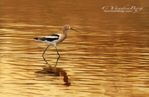 Shorebird on a Lake at sunset | photography, images, and art for hotels, office buildings, homes, restaurants, hospitals, and shopping malls