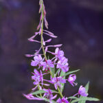 Fireweed | photography, images, and art for hotels, office buildings, homes, restaurants, hospitals, and shopping malls