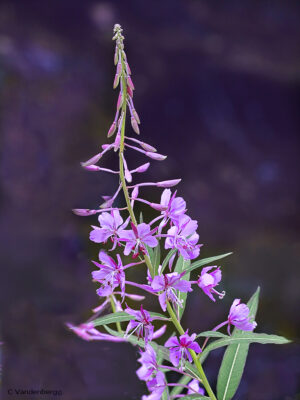 Fireweed | photography, images, and art for hotels, office buildings, homes, restaurants, hospitals, and shopping malls