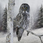 Great Grey Owl in the Snow | photography, images, and art for hotels, office buildings, homes, restaurants, hospitals, and shopping malls