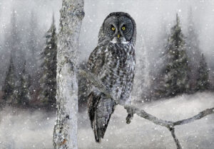 Great Grey Owl in the Snow | photography, images, and art for hotels, office buildings, homes, restaurants, hospitals, and shopping malls