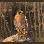 Hawk | photography, images, and art for hotels, office buildings, homes, restaurants, hospitals, and shopping malls