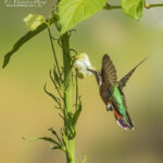 Hummingbird and Flower | photography, images, and art for hotels, office buildings, homes, restaurants, hospitals, and shopping malls